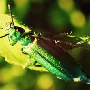 Взрослая особь жука шпанской мушки фото