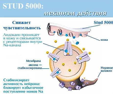 Механизм действия Stud 5000