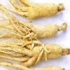 Chinese Ginseng