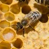 Маточне молочко бджіл